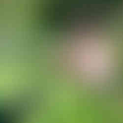 A rural farmer harvests her self-grown green vegetables from her raised beds, showcasing the results of her sustainable farming efforts.