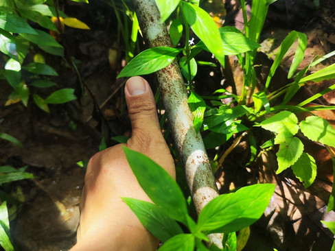 A thumb placed beside the small water pipe to show how small the pipe is