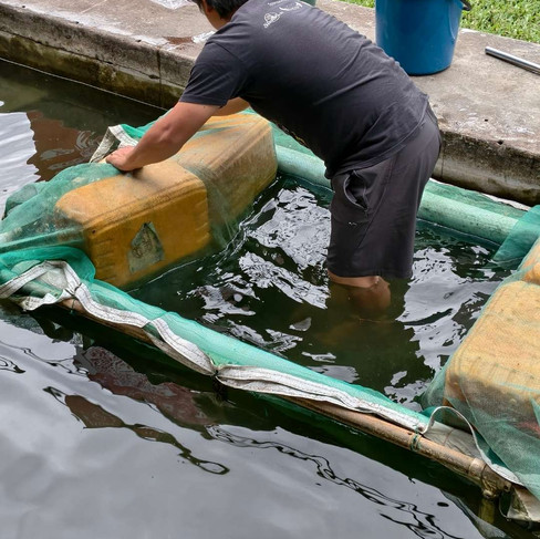 rural farmer building a small segregated section in his pond for smaller fishes