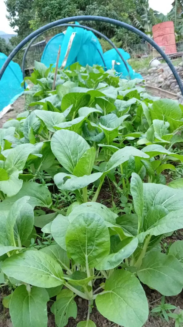 raised bed filled with blooming leafy vegetables