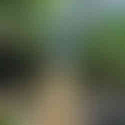 Students walking across the unstable bridge