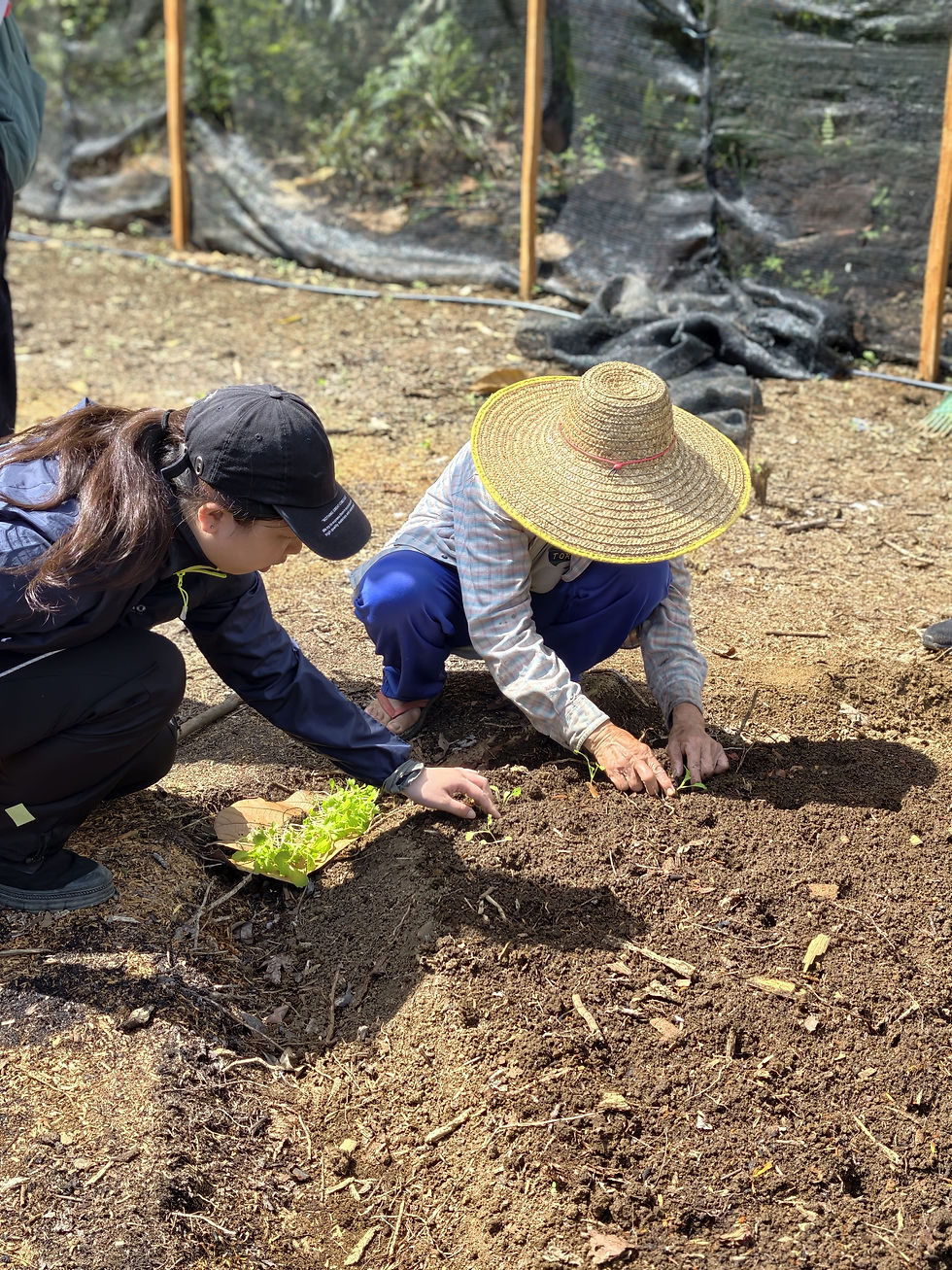 A volunteer learning how to plant seedlings properly, guided closely by a local
