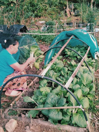 an old rural woman farmer harvesting vegetables from the raised bed filled with fresh vegetables