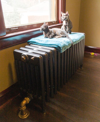 Designed for public health… and perfect for kittens too! (Photo: Joshua Cruz)