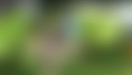 20 Inspiring Chicago Bungalow Gardens