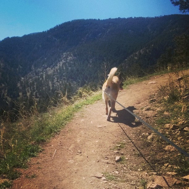 Turkey on our afternoon #dogadventure _#muttbuttmonday