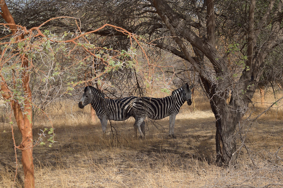 Al 1 maand bezig aan ons avontuur! - Déjà 1 mois dans notre aventure!