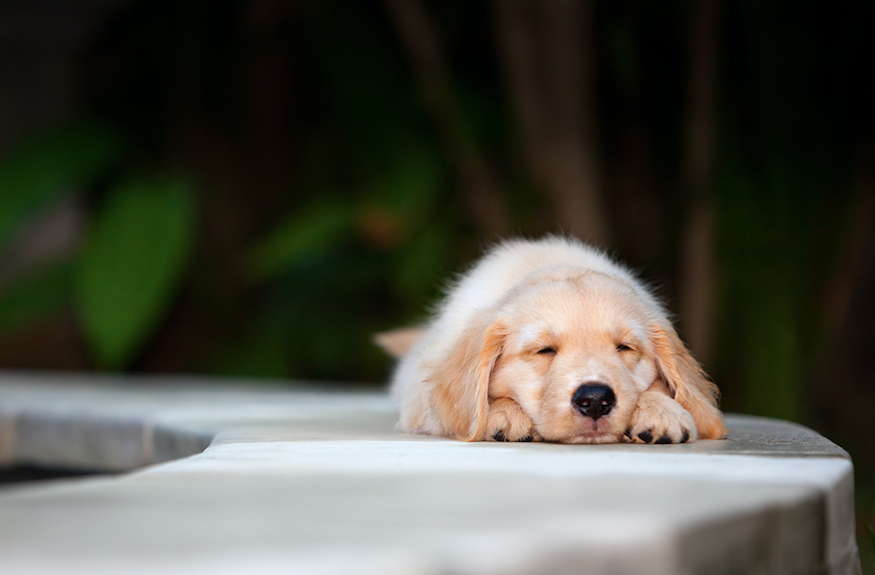Sleeping dog