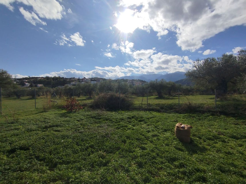 olive harvest blue sky above olive grove in Crete