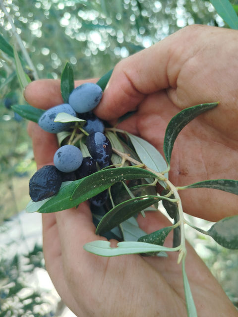 olive harvest with the hands in Crete