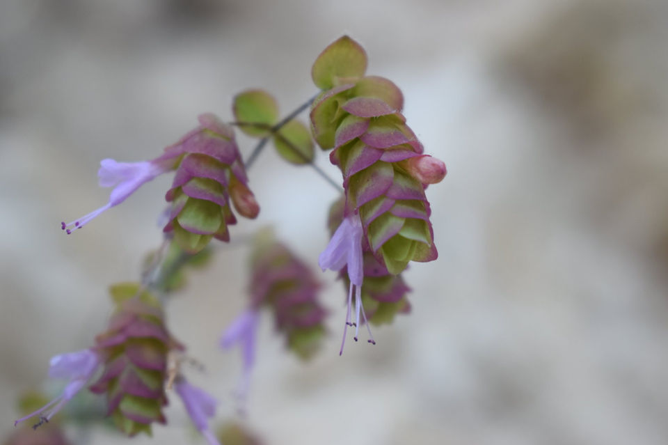 Diktamo Diktamus Dittany Flower Blume Blüte Pink gelb grün lila yellow purple