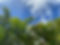 Palms and Sky.jpg