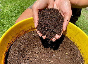 Vermicompost Harvest.jpg