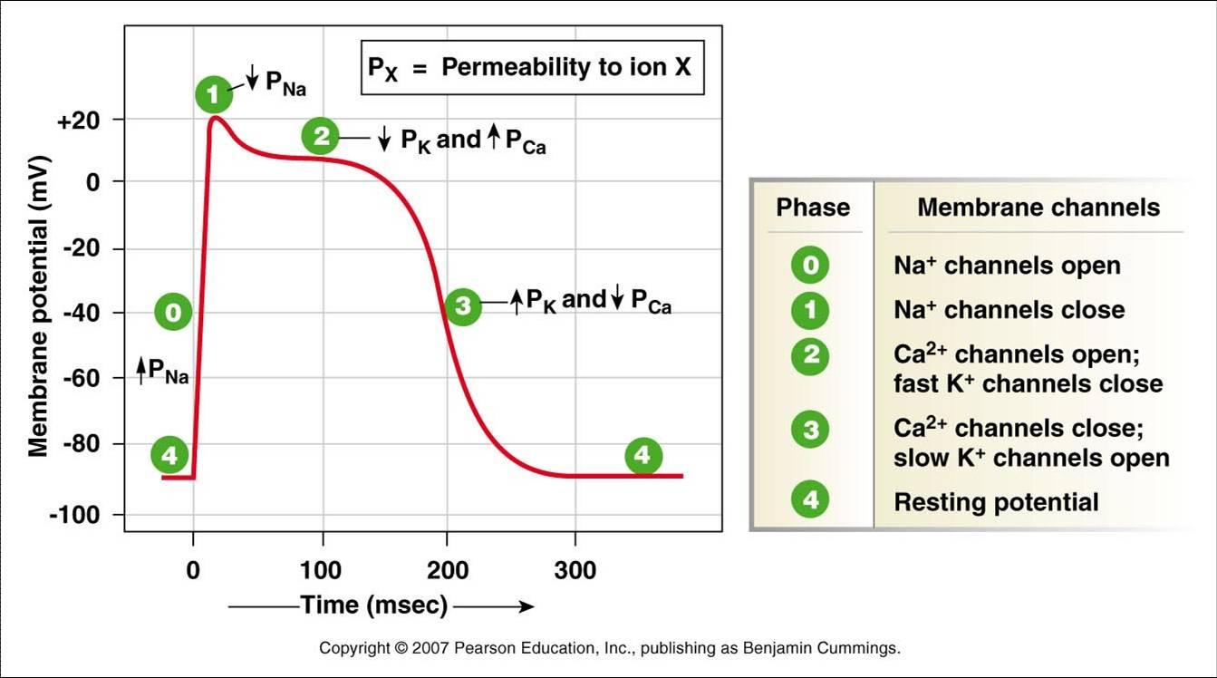 action potential graph action potential graph