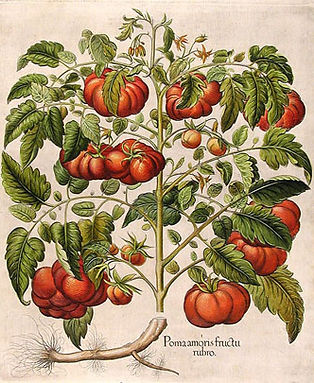 Tomato 1.jpeg