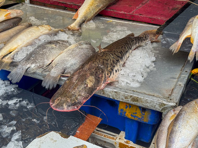 and more fish