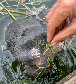 A hungry manatee
