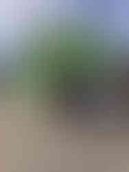 Sugar cane juice (and caipis)