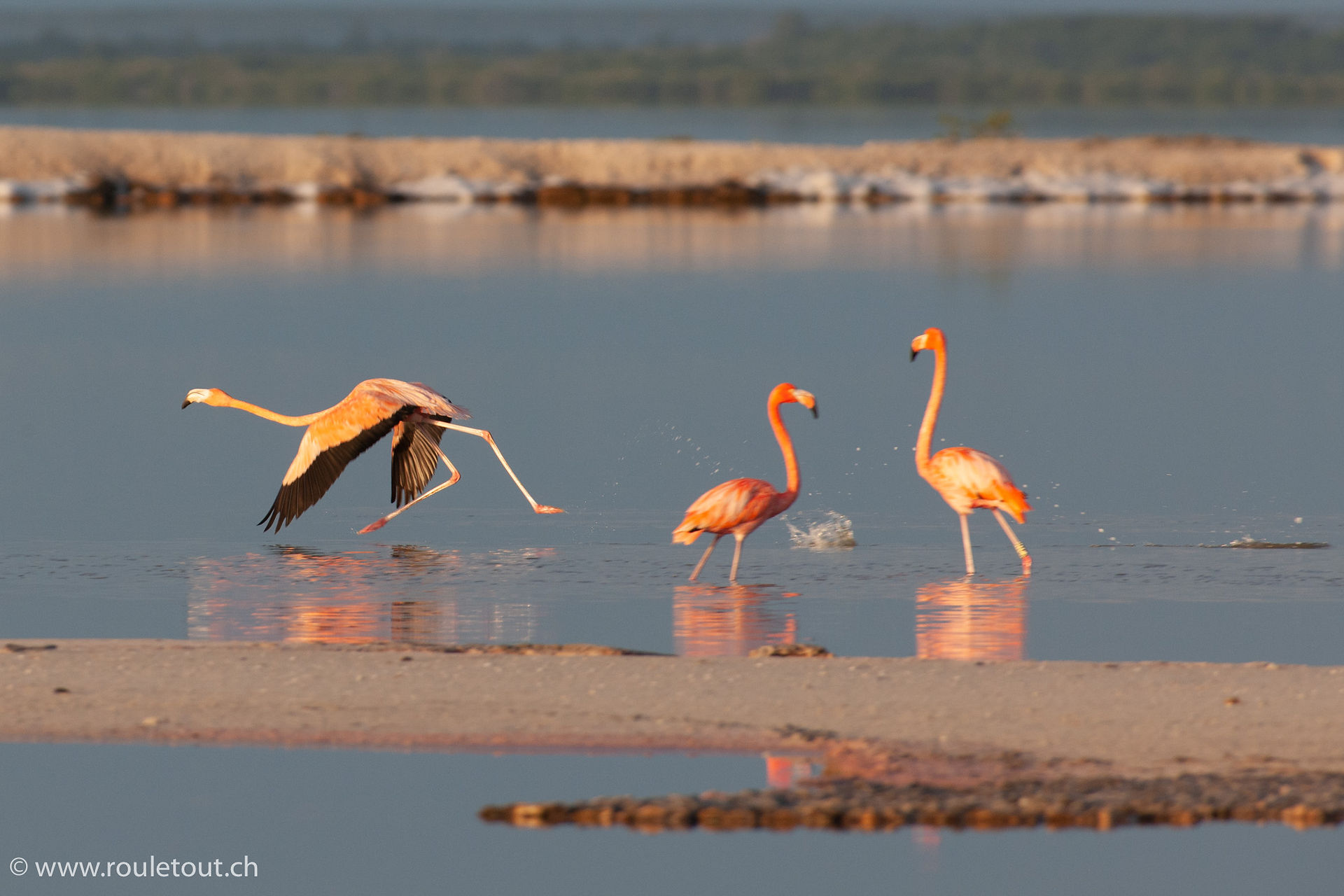 Flamingos