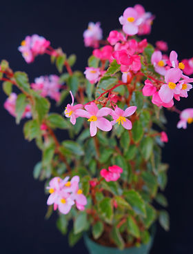 ベゴニア(Begonia)とはどんな植物?