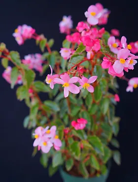 ベゴニア（Begonia)とはどんな植物？