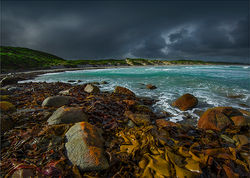 Kelp King Island.