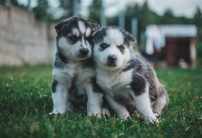 andriyko-podilnyk-M4NYOsSre6g-unsplash.j