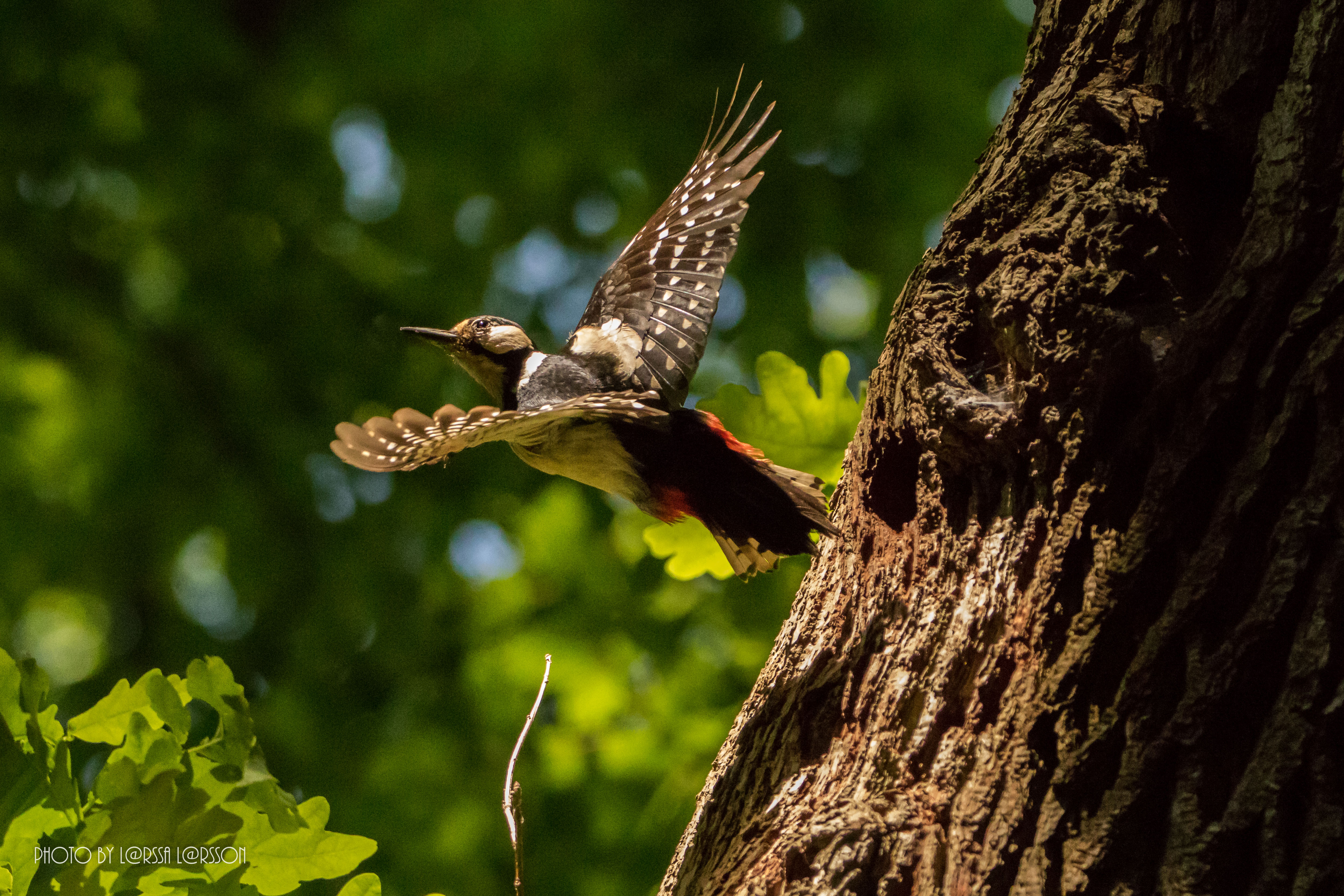 Woodpecker