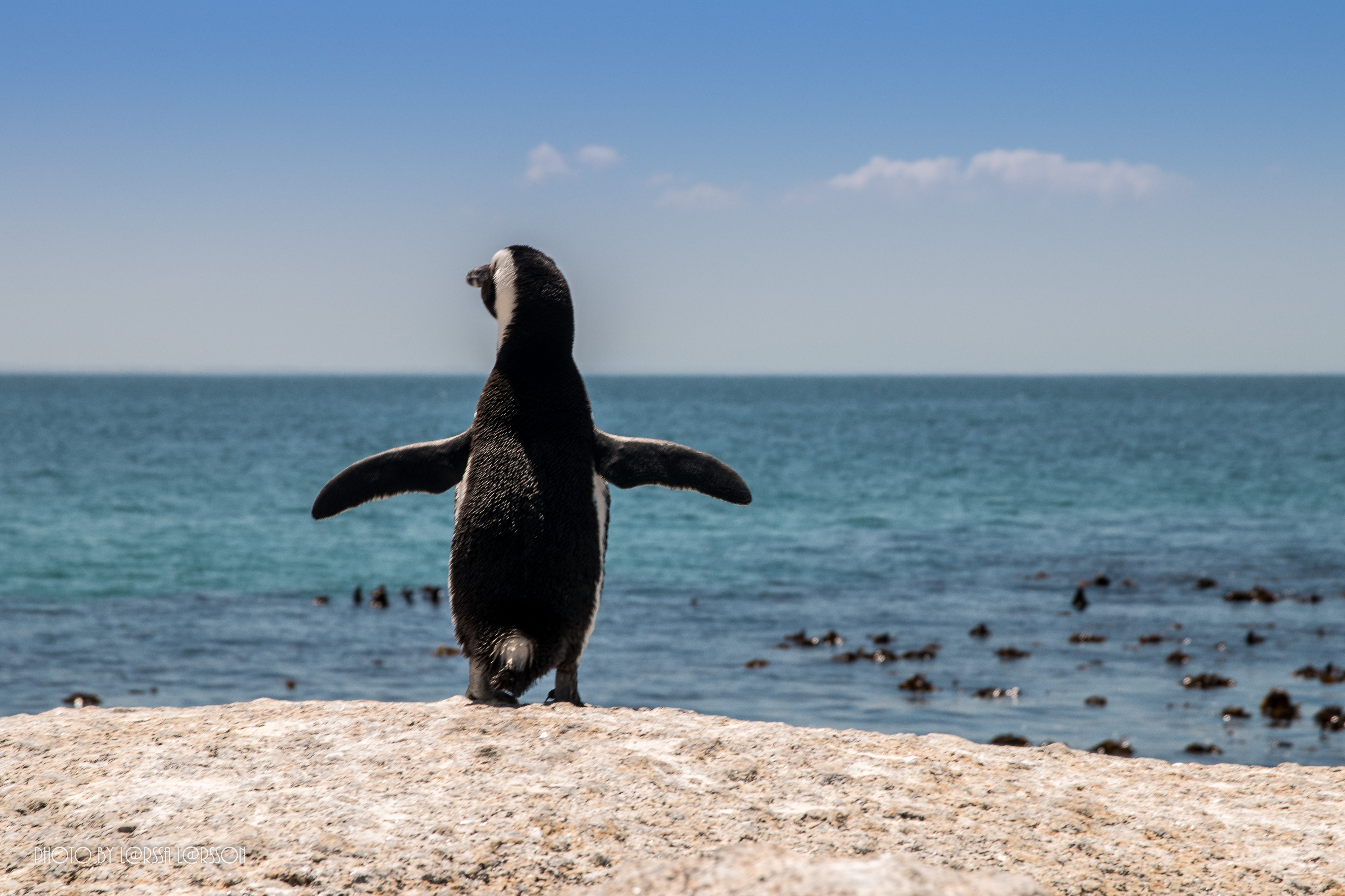 Penguin at Boulders