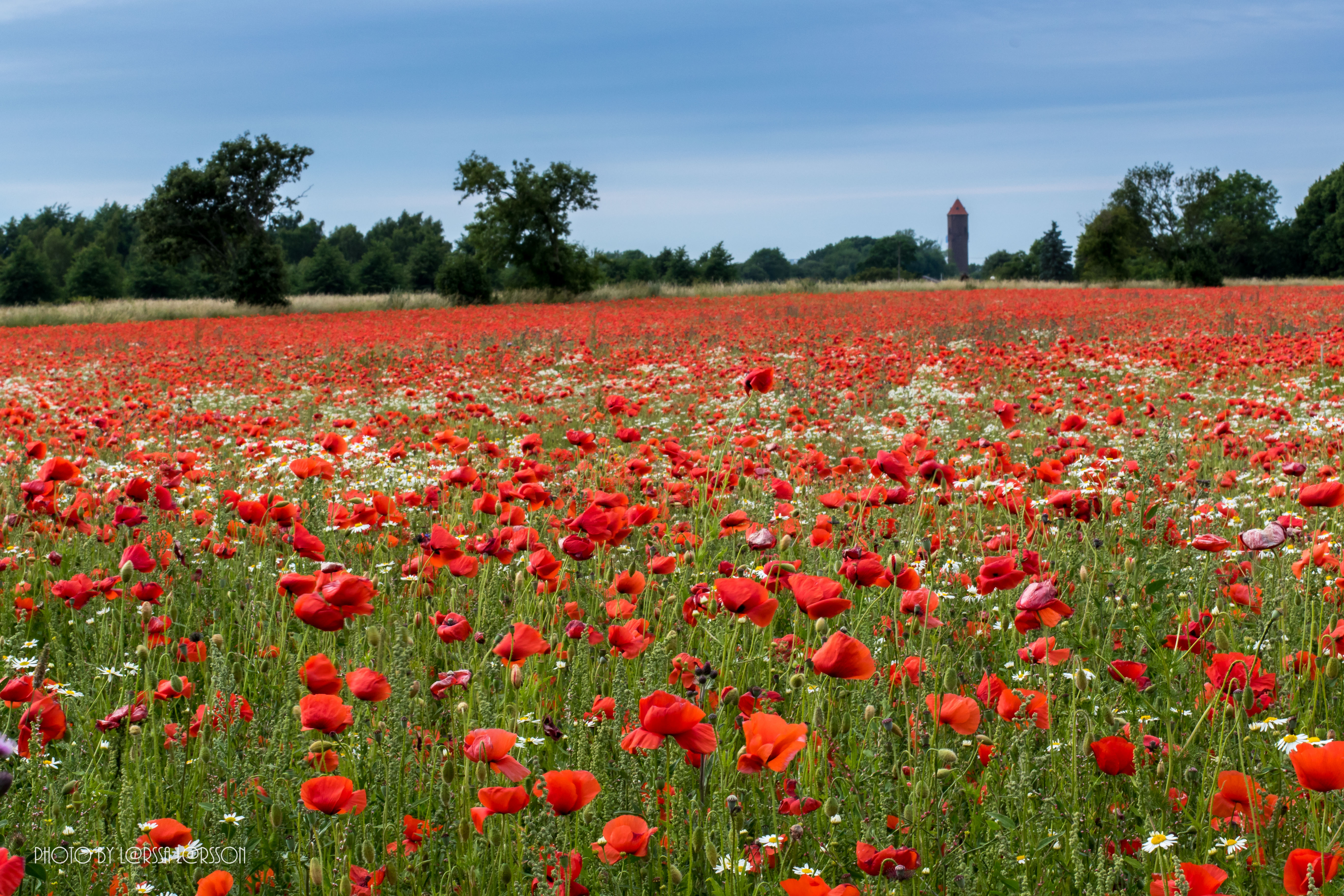 Poppys