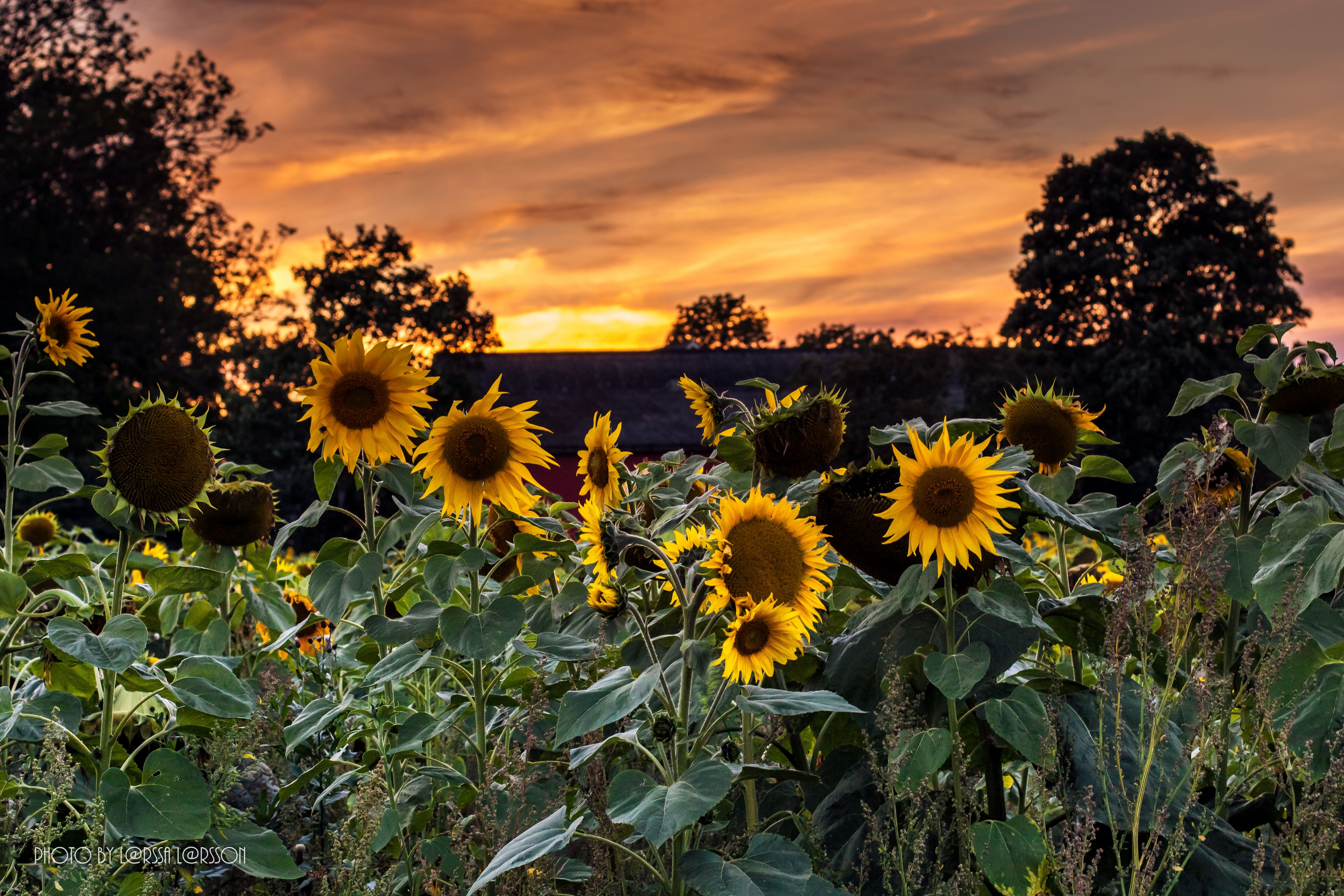 Sunflowers