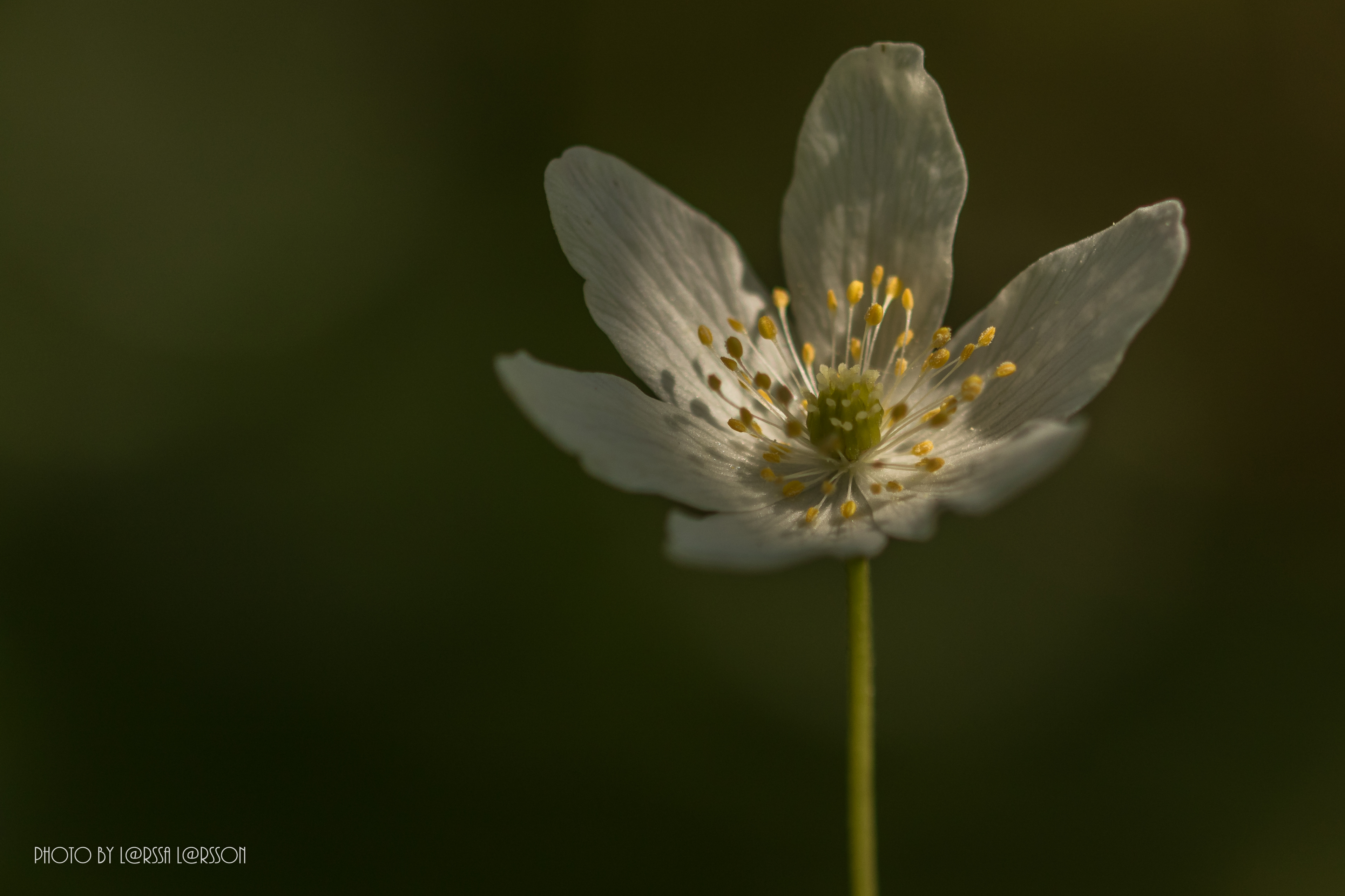 Wood Anemone