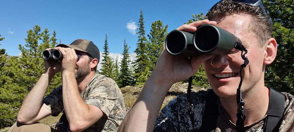 wildlife spotting