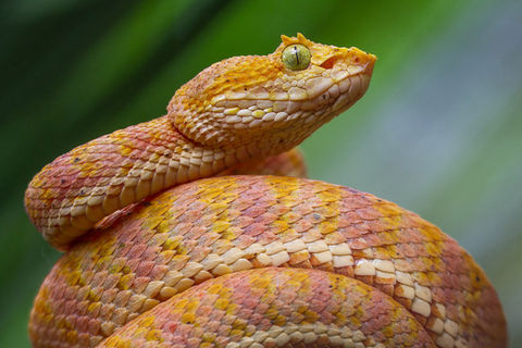 The Endangered Newly Discovered Species of Eyelash Pit Viper. 
