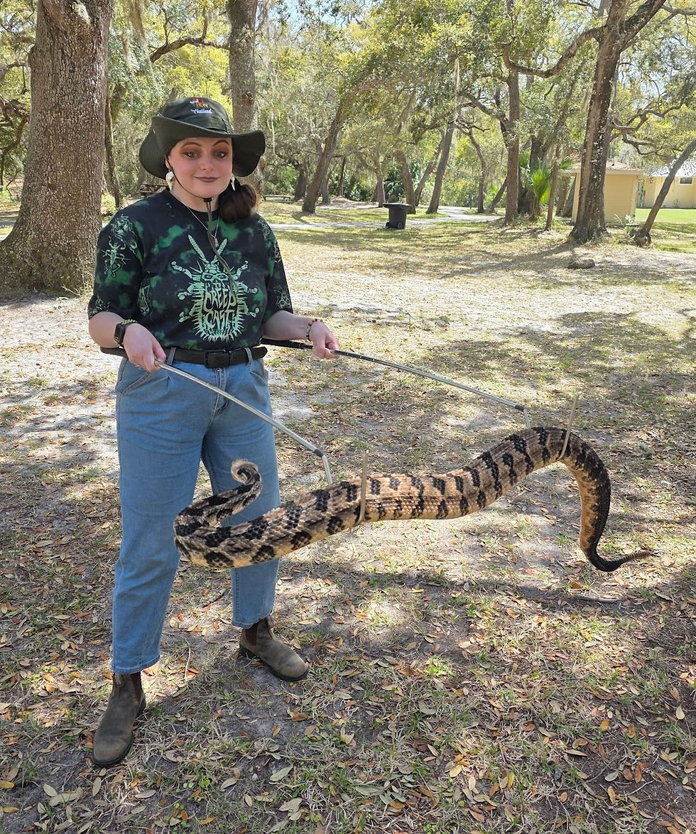 Timber Rattlesnake Handling