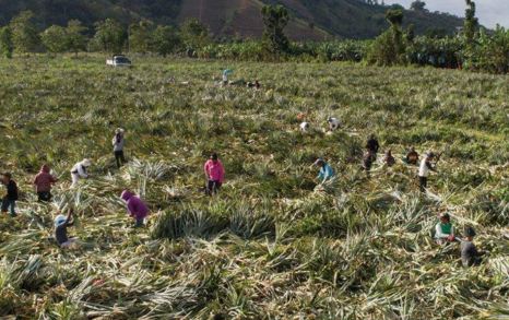 Piel de piña