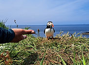 Puffin with food in its beak