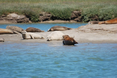 Harbour Seals with Dover Sea Safari