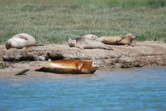 Dover Sea Safari Boat Trips Seal Watching dover-sea-safari-boat-trips-seal-watching