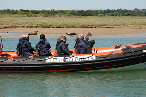 Harbour Seals with Dover Sea Safari