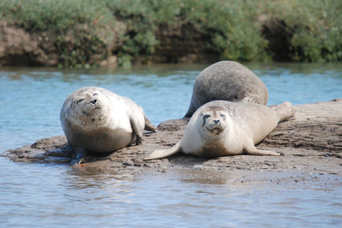 Watch the local Grey and Harbour seals with Dover Sea Safari