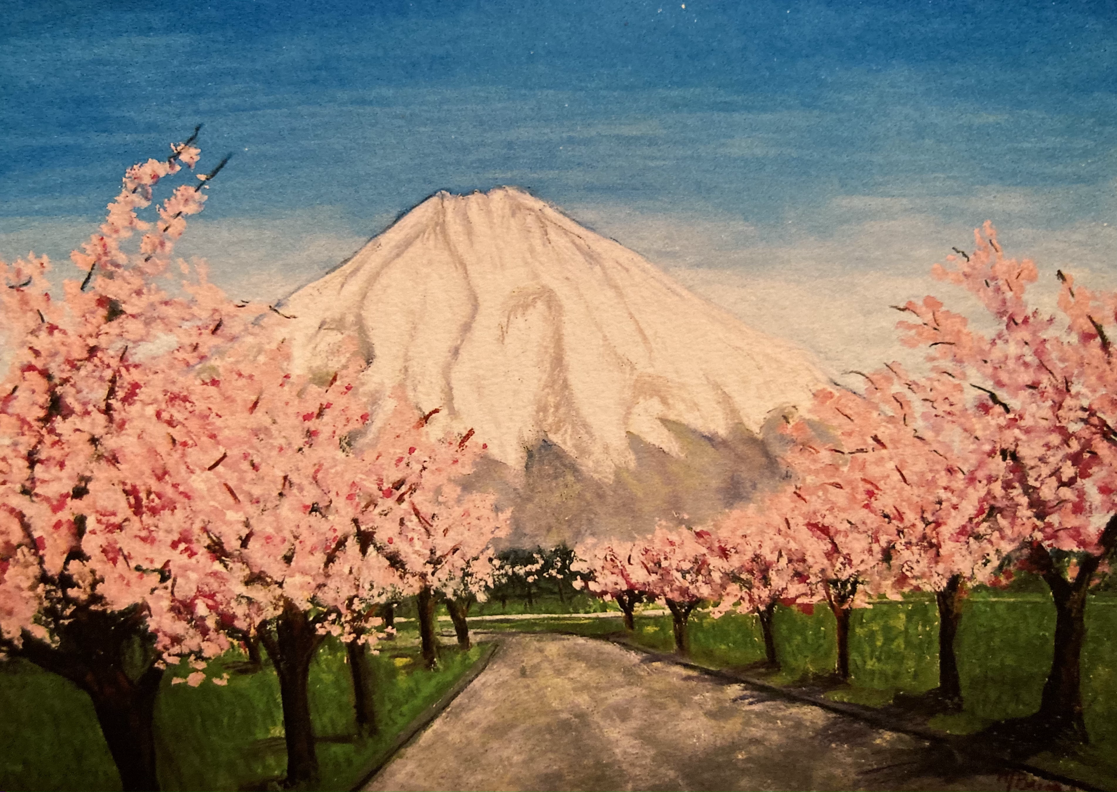 Mt. Fuji From Base Fuji - Cherry Blossom Season