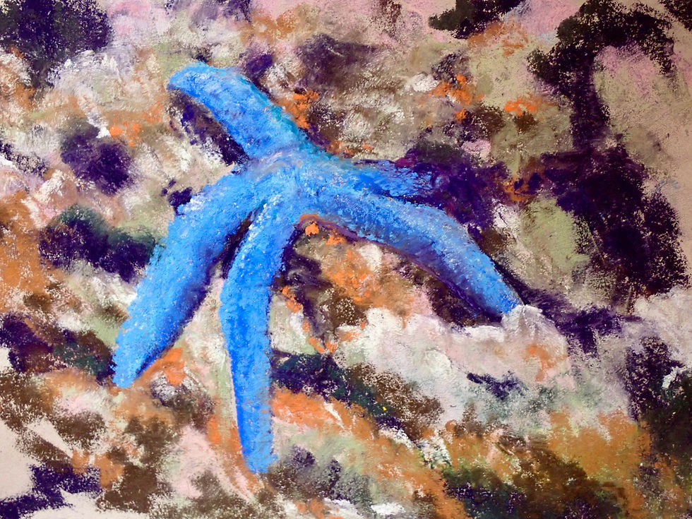 Blue star fish , sea star, coral, ocean life