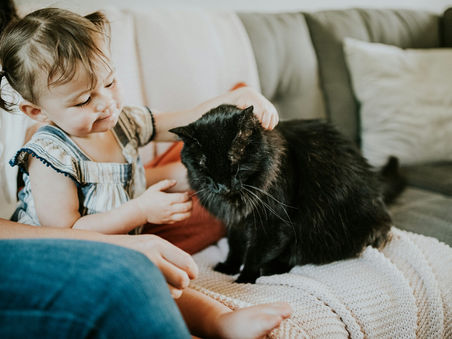 How to Prepare Your Family and Pets for a Major Home Renovation