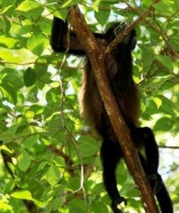 Avoid Monkey Jumping to and from Association Software