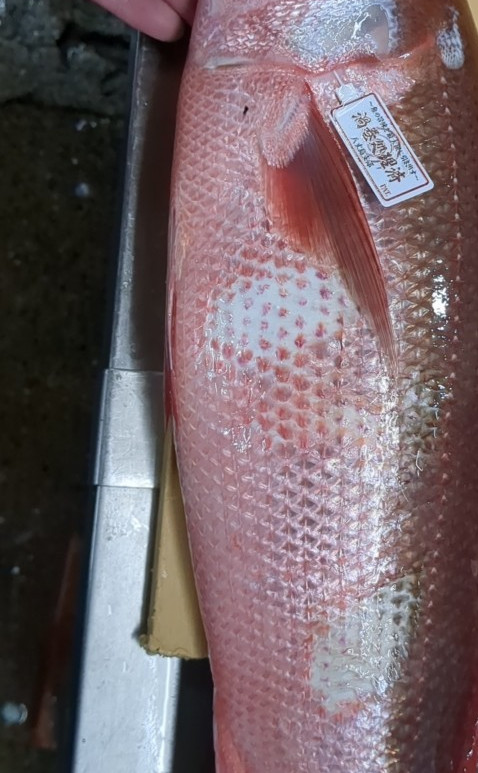 LINE_ALBUM_webサイト素材_240826_41.jpg