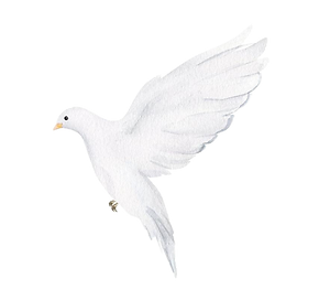 Paloma2.png
