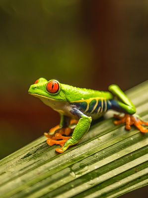 Red Eye Tree Frog The Welcome Crew Costa Rica Travel Advisors