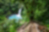 waterfall-in-costa-rica-2025-01-09-09-29-03-utc.jpg