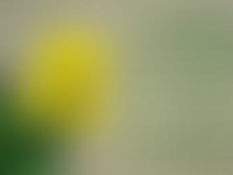 FOR THE LOVE OF OUR CHILDREN